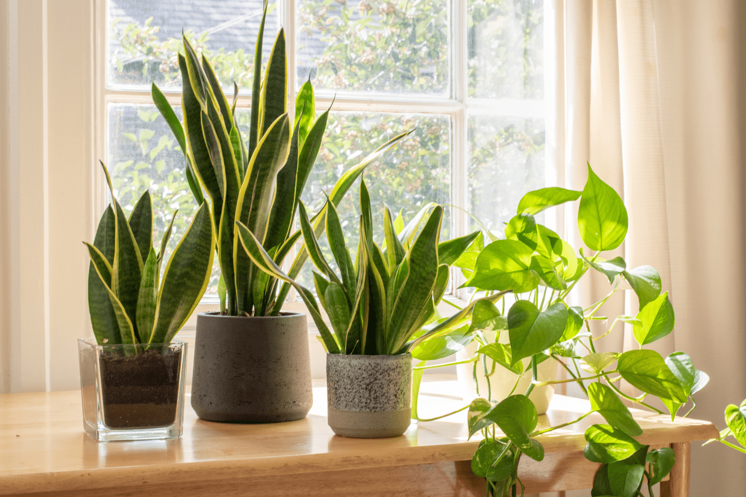 Selecting the Finest Plants, Including the Pet-Friendly Ones, for Your Indoor Garden